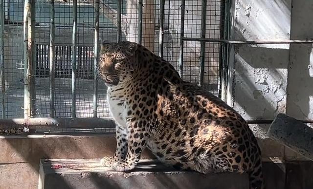 A leopard in Panzhihua Park is round and like a seal. Park: It looks fat when it is older and exercises less, and its physical examination is normal.