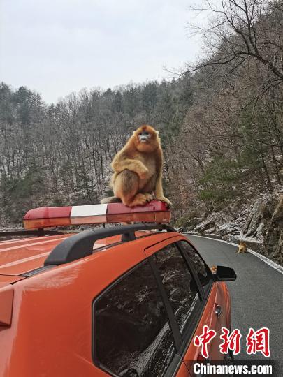 The patrol personnel of the reserve met the golden monkey "robbery". Photo by Xue Yanxing